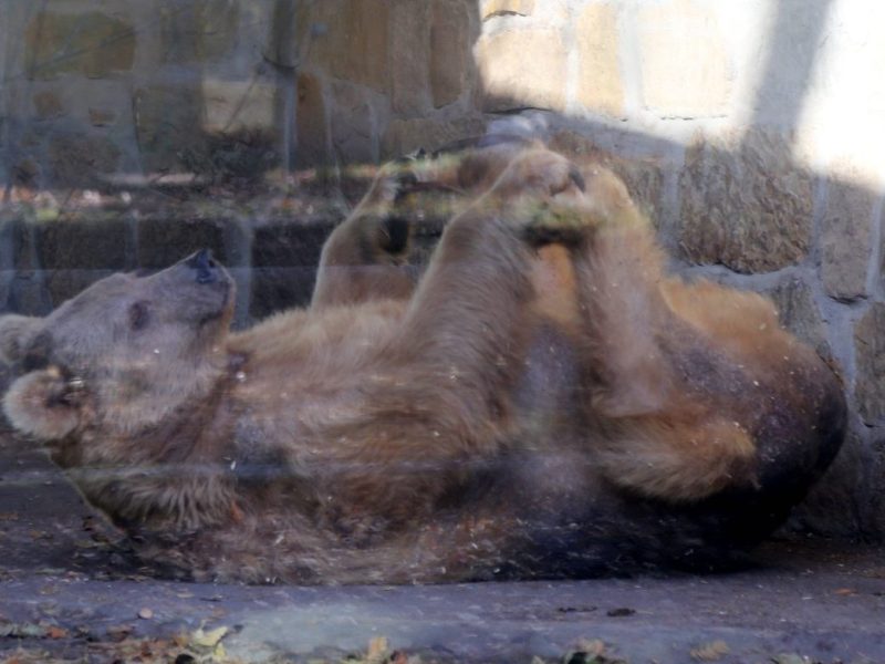 Der Tierpark Gotha trauert um Braunbärin Sarah.