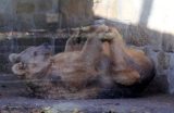 Der Tierpark Gotha trauert um Braunbärin Sarah.