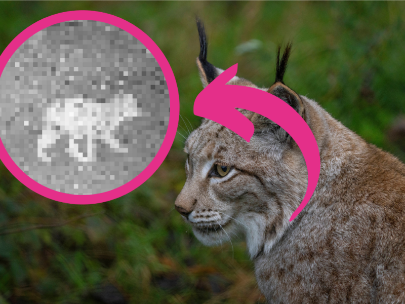 In Thüringen hat eine Wildtierkamera eine sensationelle Aufnahme gemacht.