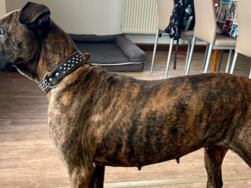 Nach der schweren Operation gibt es für Molly aus Nordhausen ein Happy End.