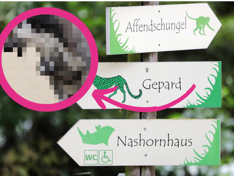Zuckersüßer Nachwuchs im Zoo in Erfurt.