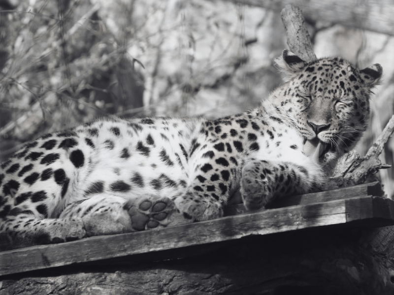 zoo leipzig