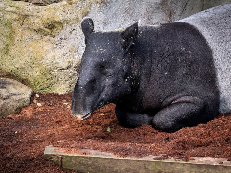 zoo-leipzig
