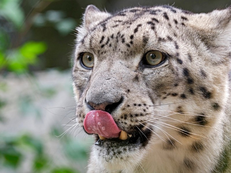 zoo-leipzig