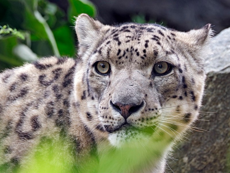 Bei den Leoparden im Zoo Leipzig soll Nachwuchs gezeugt werden. (Archivbild)