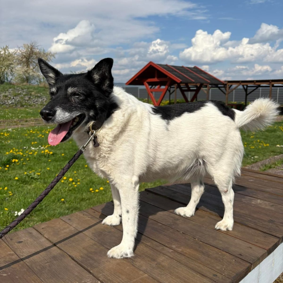 Lucky tierheim Nordhausen