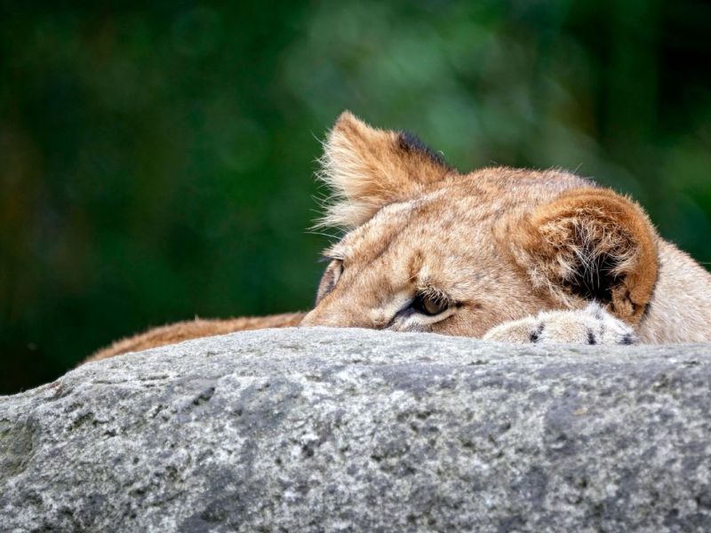 zoo-leipzig