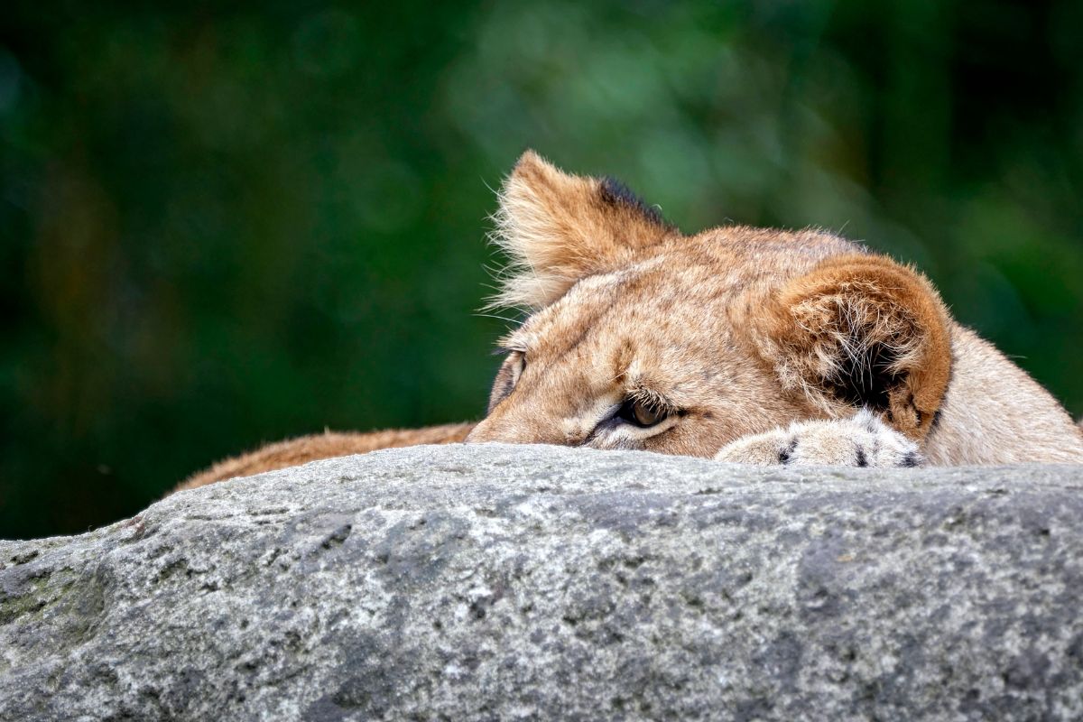 zoo-leipzig