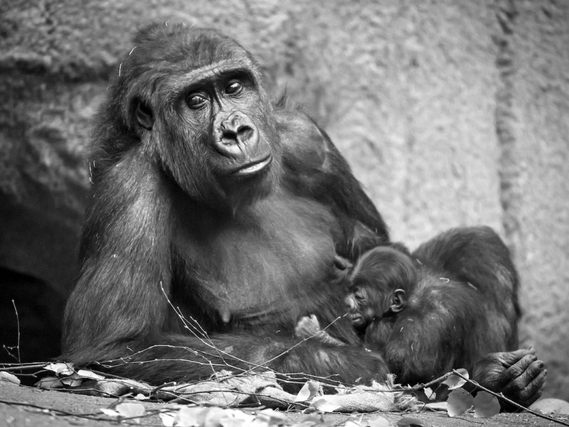 Gorilla Kibara im Zoo Leipzig