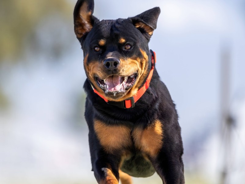 Thüringen: Tragischer Schicksalsschlag für Hunde-Opa Arko! „Möchte ins Herz genommen werden“