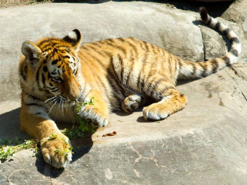 Zoo-Magdeburg