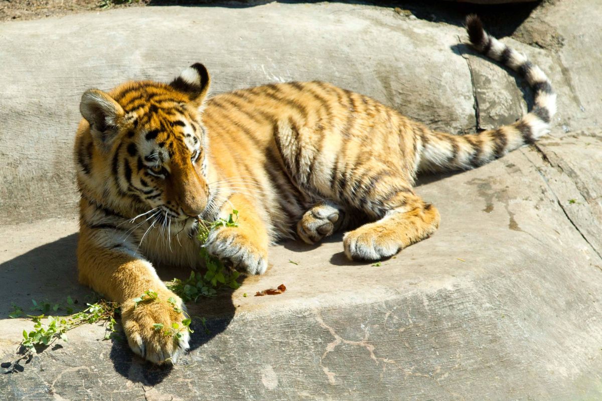 Zoo-Magdeburg