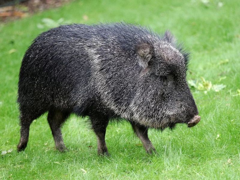 zoo-leipzig