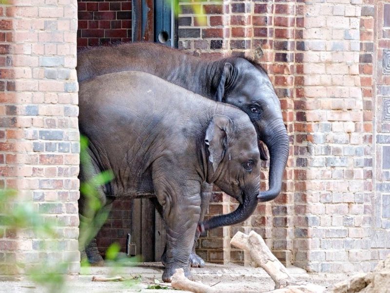 Zoo Leipzig: Nach traurigem Abschied erreicht die Pfleger die erlösende Nachricht – „Wahnsinn“