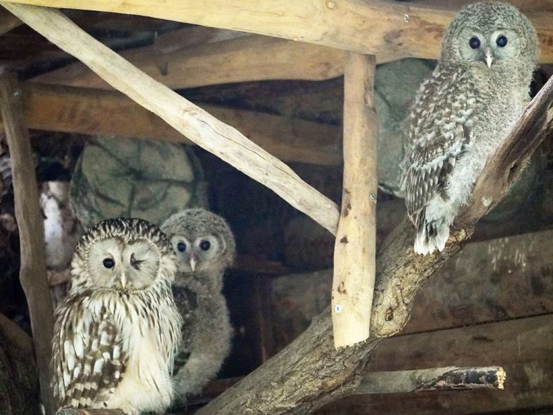 Zoo-Leipzig