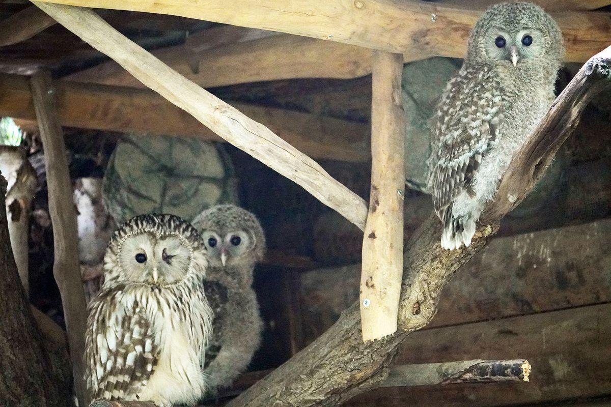 Zoo-Leipzig