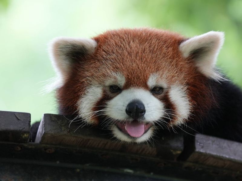 zoo-leipzig