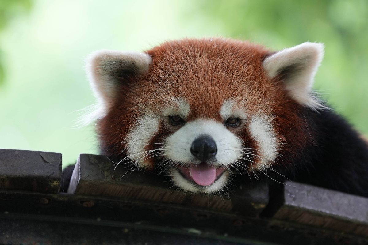 zoo-leipzig