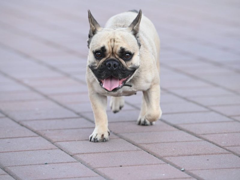 Erfurt: Hunde-Zoff eskaliert komplett! Auf einmal brennen die Augen