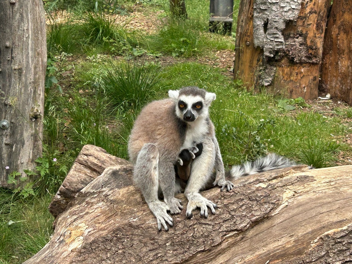 Zoo Erfurt kann es nicht mehr geheim halten! In einem Gehege ist die Aufregung groß